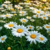 Alaska Shasta Daisy Seeds - 100 Seeds - Classic White Perennial Flowers - Image 1