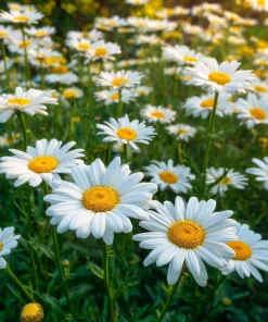 Alaska Shasta Daisy Seeds - 100 Seeds - Classic White Perennial Flowers - Image 1