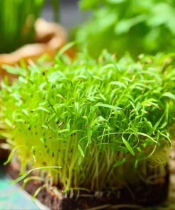 Alfalfa Organic Microgreen Seeds 1 oz Pack - Nutritious, Fast-Growing Greens - Image 2