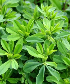Alfalfa Organic Microgreen Seeds 1 oz Pack - Nutritious, Fast-Growing Greens - Image 3