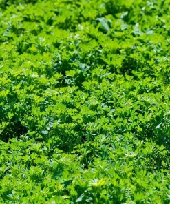Alfalfa Organic Microgreen Seeds 1 oz Pack - Nutritious, Fast-Growing Greens - Image 4