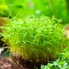 Alfalfa Organic Microgreen Seeds 1 oz Pack - Nutritious, Fast-Growing Greens - Image 1
