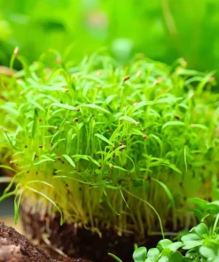 Alfalfa Organic Microgreen Seeds 1 oz Pack - Nutritious, Fast-Growing Greens - Image 1