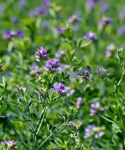 Alfalfa Organic Microgreen Seeds 1 oz Pack - Nutritious, Fast-Growing Greens - Image 5