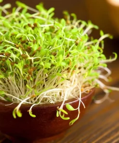 Alfalfa Organic Microgreen Seeds 1 oz Pack - Nutritious, Fast-Growing Greens - Image 6