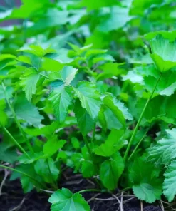 All American Parsnip Seeds - 200 Count Heirloom Root Vegetable for Gardens - Image 3
