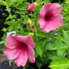 Allamanda Cherries Jubilee Live Plant - Purple Trumpet Vine, 5-9 inches, Pack of 2 - Image 1