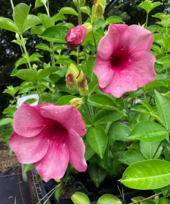 Allamanda Cherries Jubilee Live Plant - Purple Trumpet Vine, 5-9 inches, Pack of 2 - Image 1