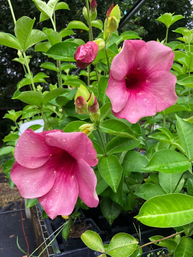 Allamanda Cherries Jubilee Live Plant - Purple Trumpet Vine, 5-9 inches, Pack of 2 - Image 1