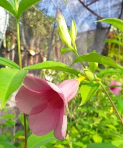 Allamanda Cherries Jubilee Live Plant - Purple Trumpet Vine, 5-9 inches, Pack of 2 - Image 2