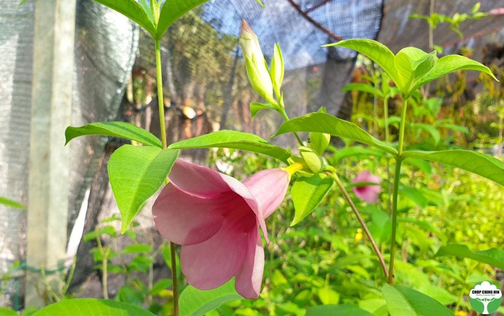 Allamanda Cherries Jubilee Live Plant - Purple Trumpet Vine, 5-9 inches, Pack of 2 - Image 2