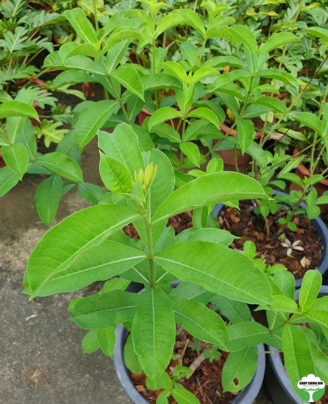 Allamanda Cherries Jubilee Live Plant - Purple Trumpet Vine, 5-9 inches, Pack of 2 - Image 3