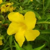 Allamanda Golden Butterfly Live Plant - Yellow Trumpet Vine, 5-9" Tall, 2-Pack - Image 1