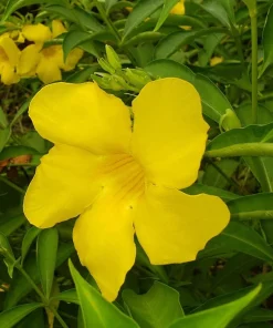 Allamanda Golden Butterfly Live Plant - Yellow Trumpet Vine, 5-9