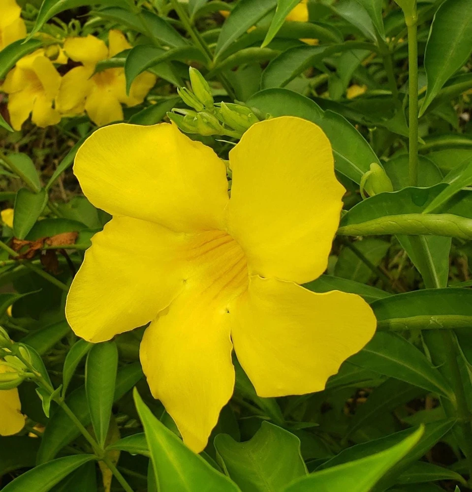 Allamanda Golden Butterfly Live Plant - Yellow Trumpet Vine, 5-9" Tall, 2-Pack - Image 1