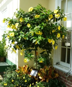 Allamanda Golden Butterfly Live Plant - Yellow Trumpet Vine, 5-9