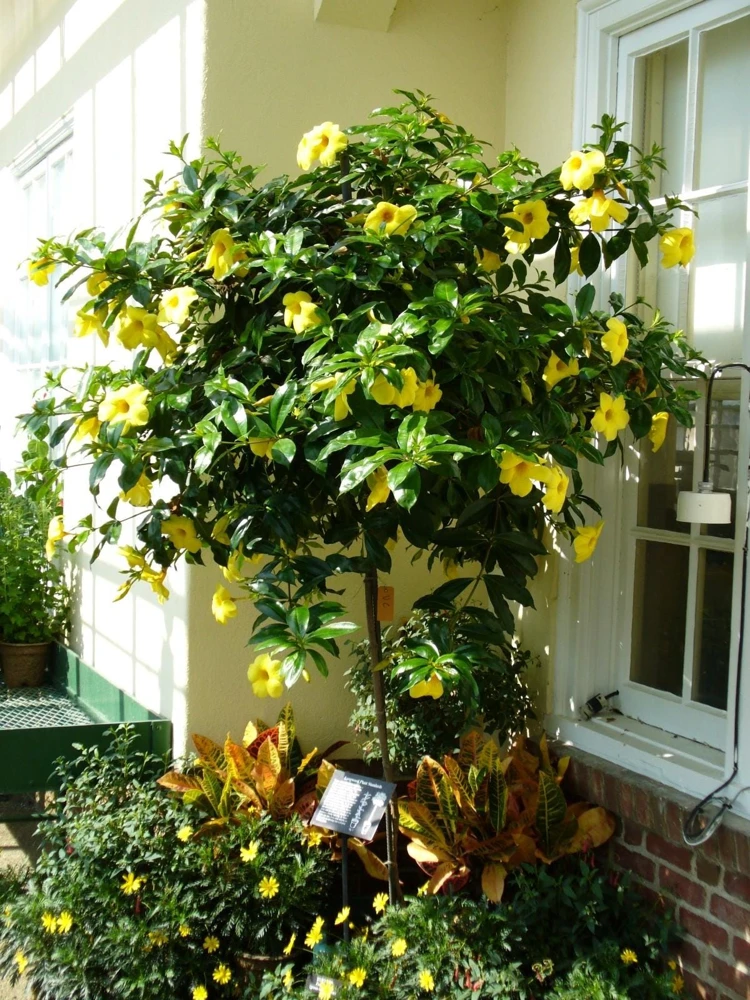 Allamanda Golden Butterfly Live Plant - Yellow Trumpet Vine, 5-9" Tall, 2-Pack - Image 2