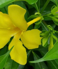 Allamanda Golden Butterfly Live Plant - Yellow Trumpet Vine, 5-9