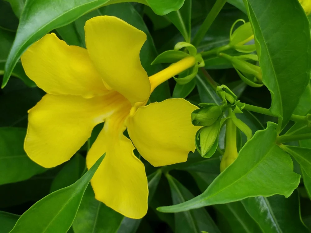 Allamanda Golden Butterfly Live Plant - Yellow Trumpet Vine, 5-9" Tall, 2-Pack - Image 3