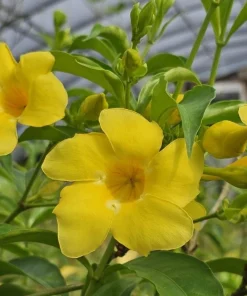 Allamanda Golden Butterfly Live Plant - Yellow Trumpet Vine, 5-9