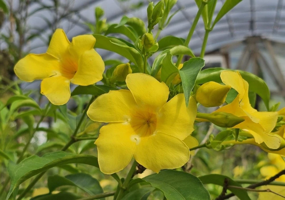 Allamanda Golden Butterfly Live Plant - Yellow Trumpet Vine, 5-9" Tall, 2-Pack - Image 4