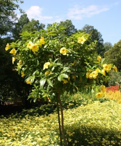 Allamanda Golden Butterfly Live Plant - Yellow Trumpet Vine, 5-9