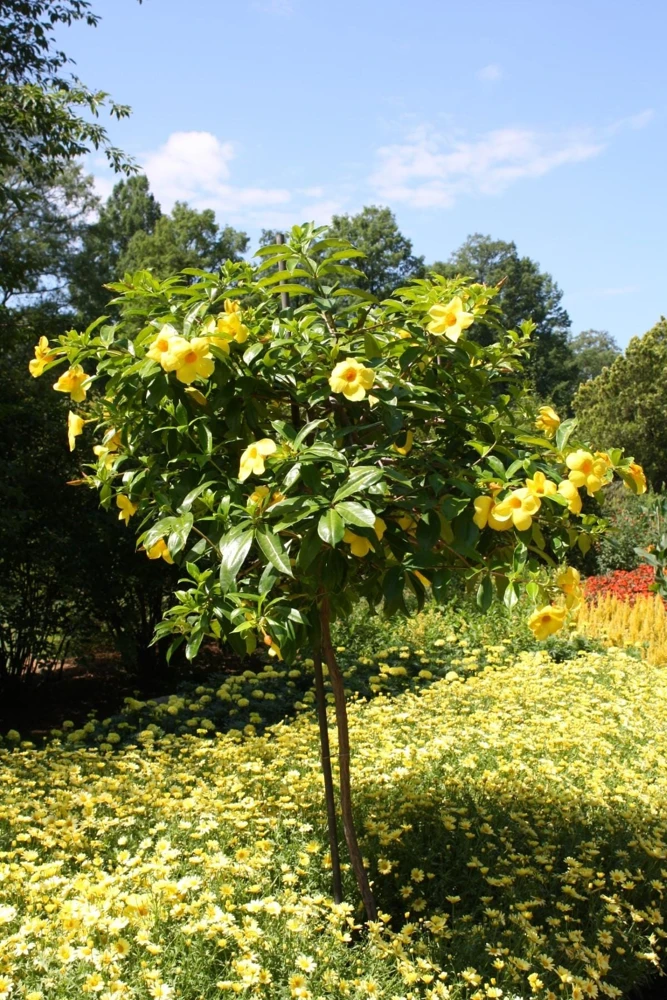 Allamanda Golden Butterfly Live Plant - Yellow Trumpet Vine, 5-9" Tall, 2-Pack - Image 5