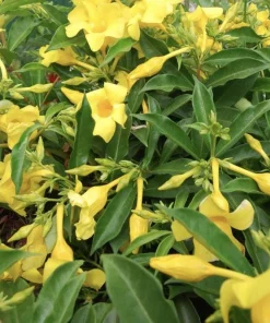 Allamanda Golden Butterfly Live Plant - Yellow Trumpet Vine, 5-9