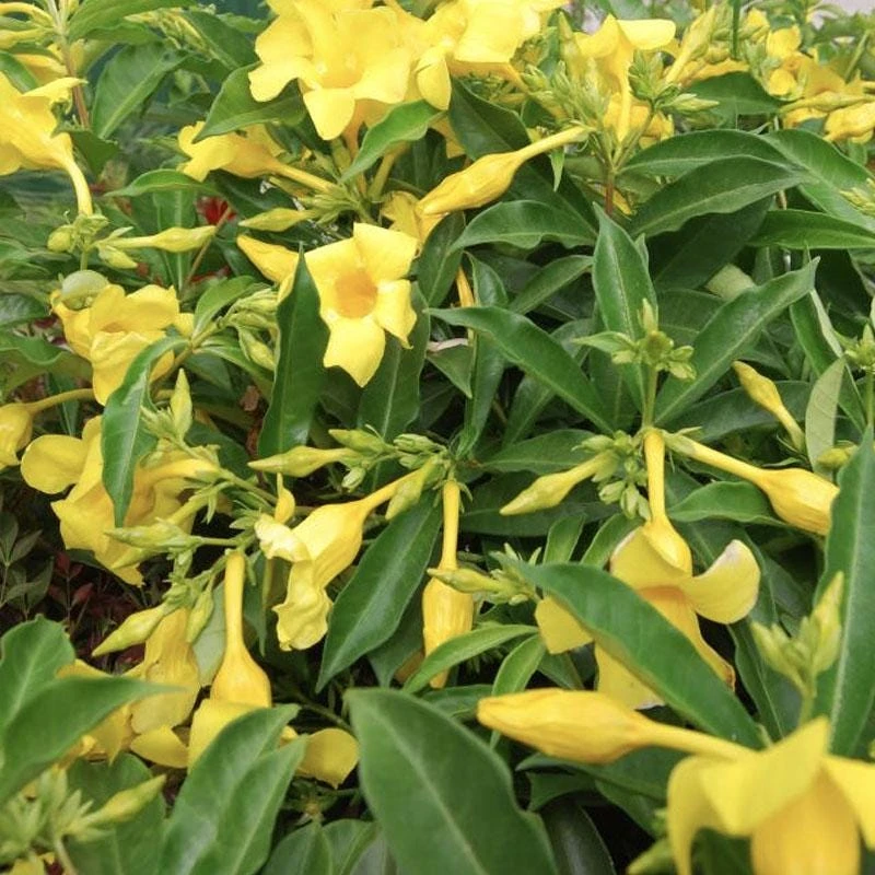 Allamanda Golden Butterfly Live Plant - Yellow Trumpet Vine, 5-9" Tall, 2-Pack - Image 7