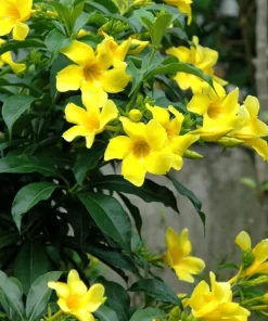 Allamanda Live Plants - Set of 2, 4-6 Inches Tall, Tropical Yellow Flowering Shrubs for Patio & Garden - Image 2