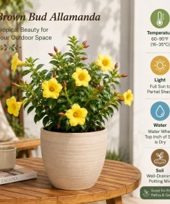 Allamanda Live Plants - Set of 2, 4-6 Inches Tall, Tropical Yellow Flowering Shrubs for Patio & Garden - Image 3