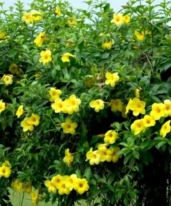 Allamanda Live Plants - Set of 2, 4-6 Inches Tall, Tropical Yellow Flowering Shrubs for Patio & Garden - Image 4