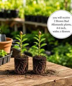 Allamanda Live Plants - Set of 2, 4-6 Inches Tall, Tropical Yellow Flowering Shrubs for Patio & Garden - Image 5