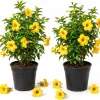 Allamanda Live Plants - Set of 2, 4-6 Inches Tall, Tropical Yellow Flowering Shrubs for Patio & Garden - Image 1