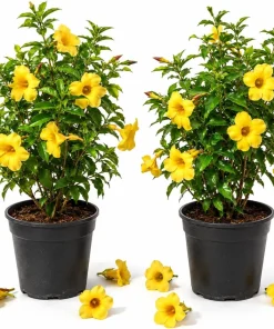 Allamanda Live Plants - Set of 2, 4-6 Inches Tall, Tropical Yellow Flowering Shrubs for Patio & Garden - Image 1