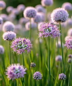 Allium stellatum Seeds – Prairie Onion, 100 Seeds, Lavender-Purple Flowers, Outdoor - Image 2