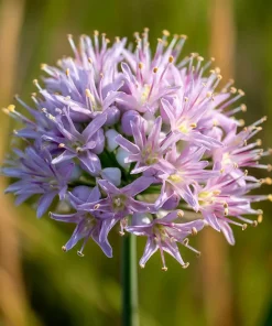 Allium stellatum Seeds – Prairie Onion, 100 Seeds, Lavender-Purple Flowers, Outdoor - Image 3