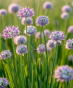 Allium stellatum Seeds – Prairie Onion, 100 Seeds, Lavender-Purple Flowers, Outdoor - Image 4