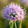 Allium stellatum Seeds – Prairie Onion, 100 Seeds, Lavender-Purple Flowers, Outdoor - Image 1