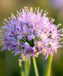 Allium stellatum Seeds – Prairie Onion, 100 Seeds, Lavender-Purple Flowers, Outdoor - Image 1