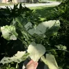Alocasia Adora Variegated Live Plant - Rare Elephant Ear Tropical Houseplant - Image 1