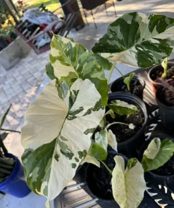 Alocasia Adora Variegated Live Plant - Rare Elephant Ear Houseplant - Image 2