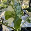 Alocasia Adora Variegated Live Plant - Rare Elephant Ear Houseplant - Image 1