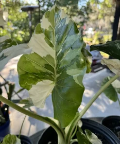 Alocasia Adora Variegated Live Plant - Rare Elephant Ear Houseplant - Image 1