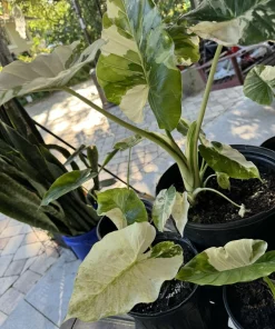 Alocasia Adora Variegated Live Plant - Rare Elephant Ear Houseplant - Image 3