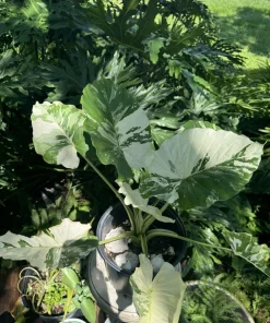 Alocasia Adora Variegated Live Plant - Rare Elephant Ear Tropical Houseplant - Image 3