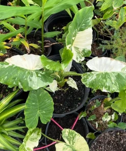 Alocasia Adora Variegated Live Plant - Rare Elephant Ear Houseplant - Image 3