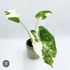 Alocasia Adora Variegated Live Plant - Rare Elephant Ear Houseplant - Image 1