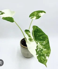 Alocasia Adora Variegated Live Plant - Rare Elephant Ear Houseplant - Image 1