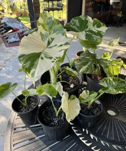 Alocasia Adora Variegated Live Plant - Rare Elephant Ear Houseplant - Image 4